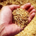 gefermenteerde rijst